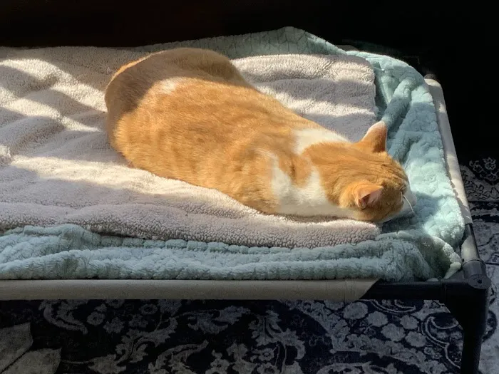 Essential Vet Care Picture 1