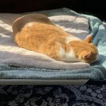 Essential Vet Care
