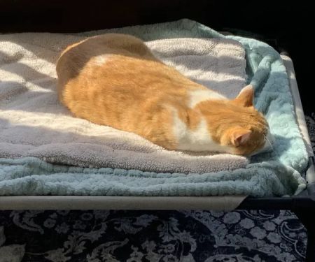 Essential Vet Care