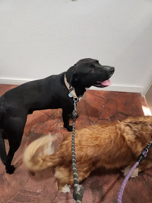 Essential Vet Care Picture 5