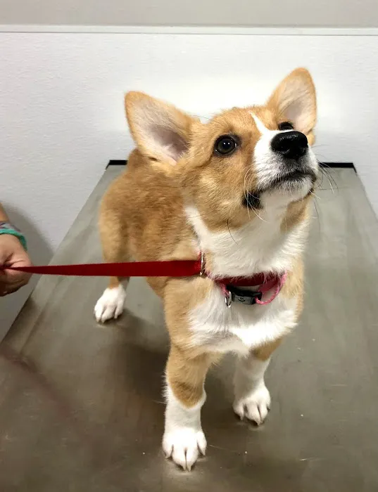 Essential Vet Care Picture 6