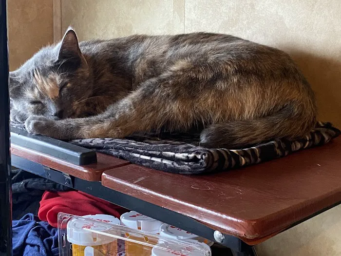 Save An Angel's Pet Wellness & Spay/Neuter Clinic Picture 1