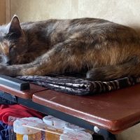 Save An Angel's Pet Wellness & Spay/Neuter Clinic ico