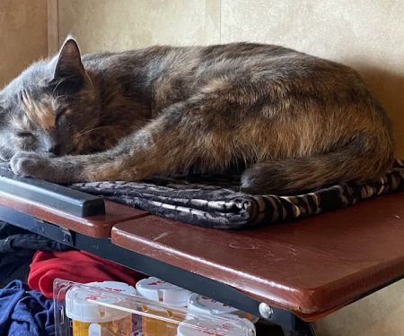 Save An Angel's Pet Wellness & Spay/Neuter Clinic