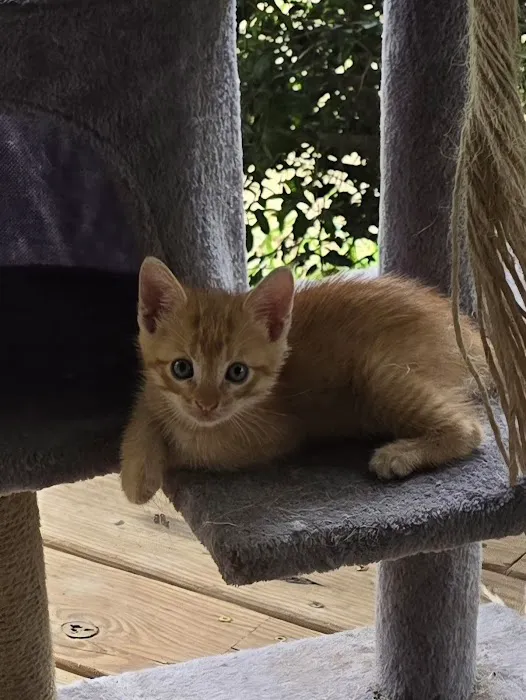 Save An Angel's Pet Wellness & Spay/Neuter Clinic Picture 6