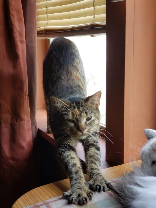 Save An Angel's Pet Wellness & Spay/Neuter Clinic Picture 8