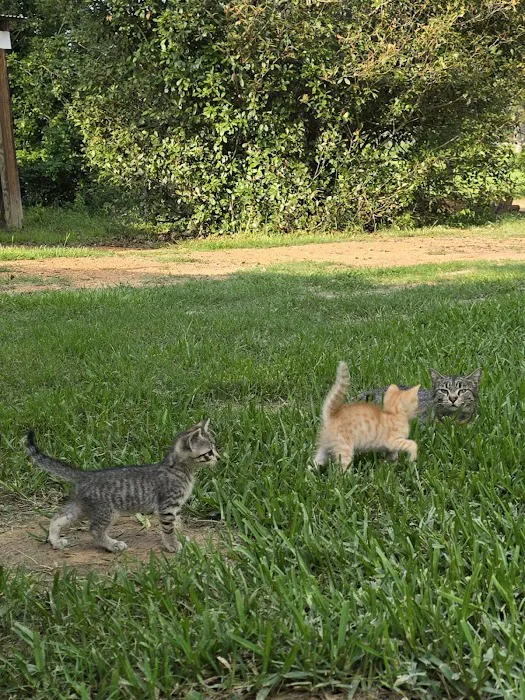 Save An Angel's Pet Wellness & Spay/Neuter Clinic Picture 10