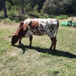 Chisholm Trail Veterinary Clinic of Luling