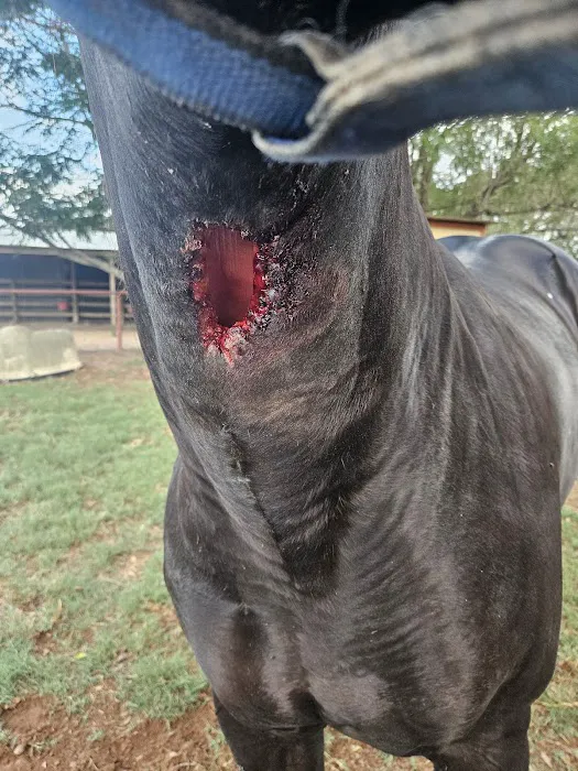 Pecan Grove Vet Clinic Picture 5