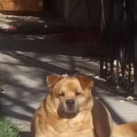 Borchard Veterinary Clinic ico
