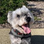 Midtown Veterinary Clinic