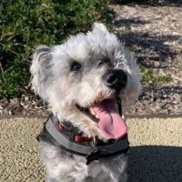 Midtown Veterinary Clinic ico
