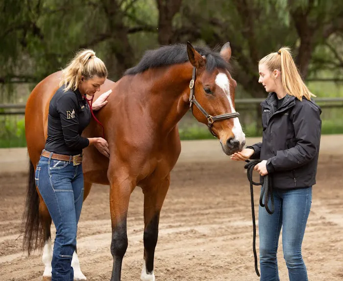 NENN Equine Picture 5