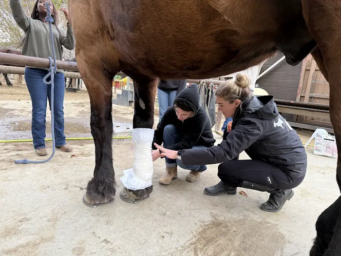 NENN Equine Picture 8
