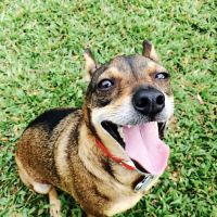 Banning Veterinary Hospital ico
