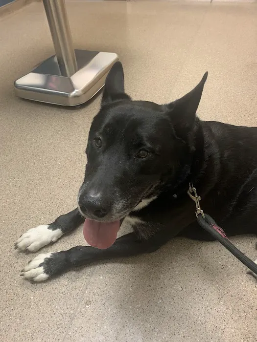 Banning Veterinary Hospital Picture 8
