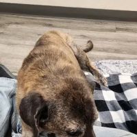 Animal Medical Center ico