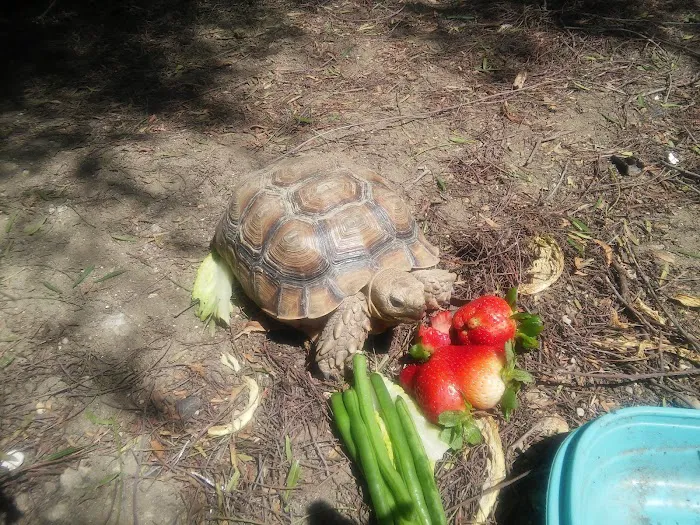 Animal Medical Center Picture 8
