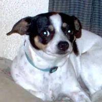 Headley Dusty DVM ico