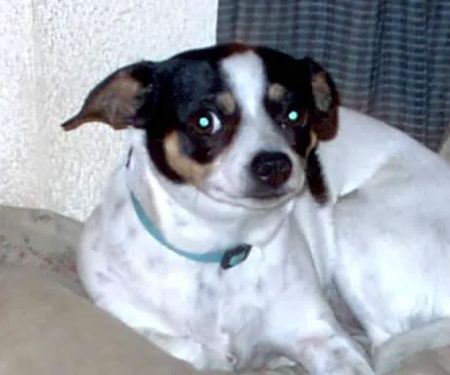Headley Dusty DVM