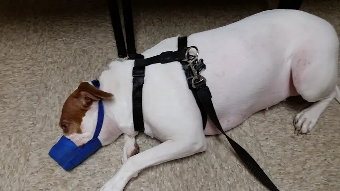 Acacia Animal Hospital Picture 5