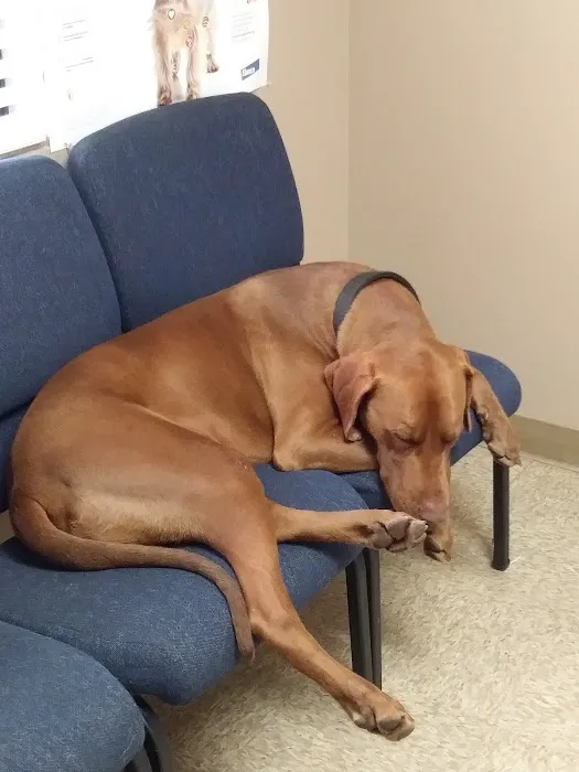 Acacia Animal Hospital Picture 9