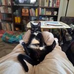 Buena Vista Pet Clinic