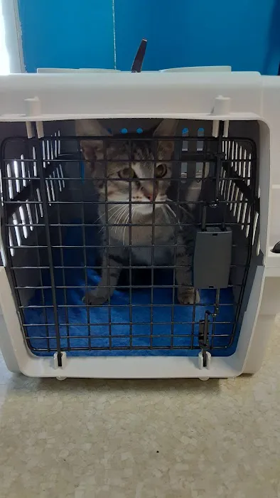 Buena Vista Pet Clinic Picture 4