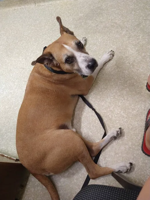 Buena Vista Pet Clinic Picture 10