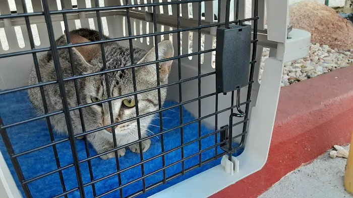 Buena Vista Pet Clinic Picture 8