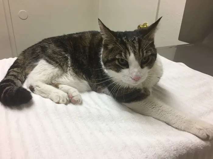 Hemet Animal Hospital: Kaylor Barbara DVM Picture 2