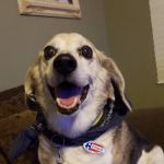 Hemet Animal Hospital: Kaylor Barbara DVM