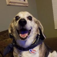 Hemet Animal Hospital: Kaylor Barbara DVM ico