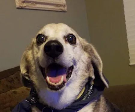 Hemet Animal Hospital: Kaylor Barbara DVM