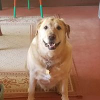 Hemet Animal Hospital ico