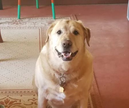 Hemet Animal Hospital