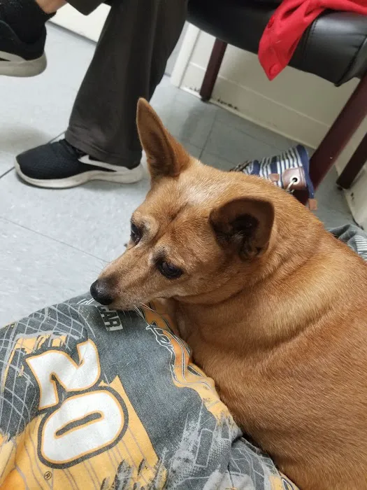 Hemet Animal Hospital Picture 6