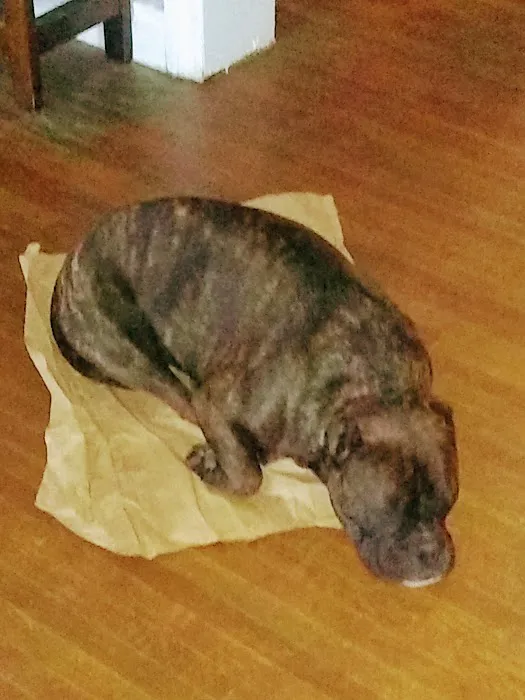 Pets Vet Veterinary Clinic Picture 2