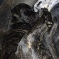 Pets Vet Veterinary Clinic ico