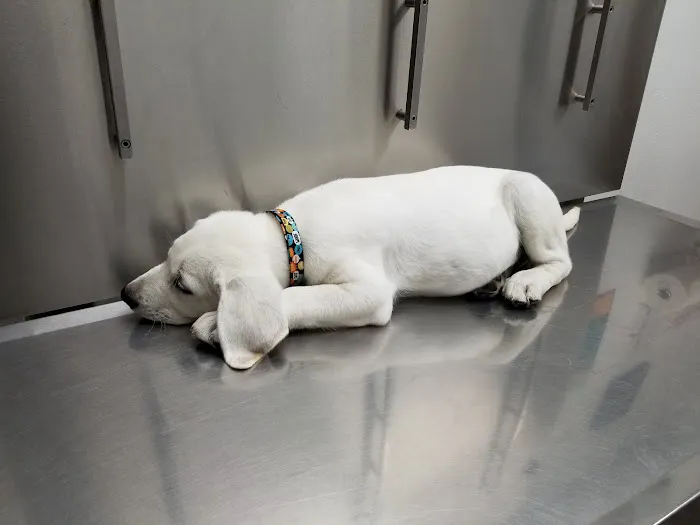 Pets Vet Veterinary Clinic Picture 5
