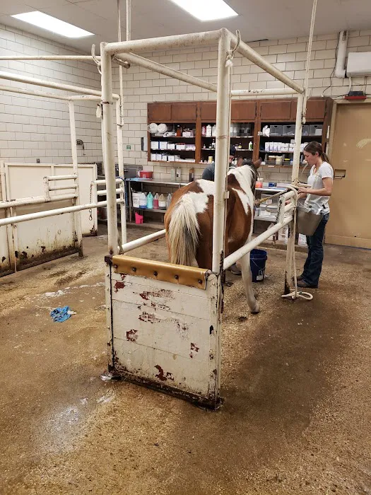 Elgin Veterinary Hospital, A Thrive Pet Healthcare Partner Picture 8