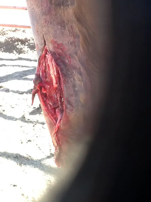 JLC Veterinary Service Picture 7