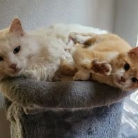 Prairie Creek Animal Hospital ico