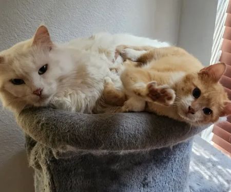 Prairie Creek Animal Hospital