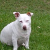 Highway 71 Veterinary Hospital ico