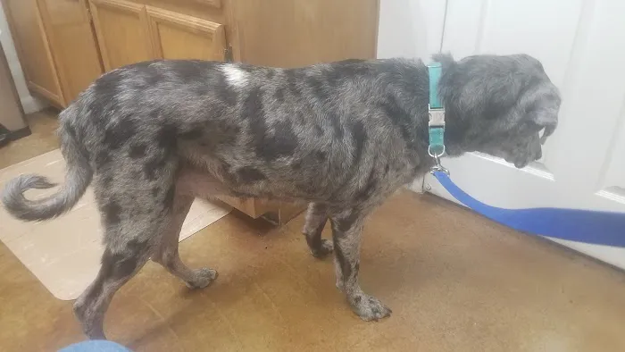 Crossroads Veterinary Hospital Picture 4