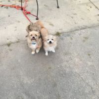 Haughton Animal Hospital ico