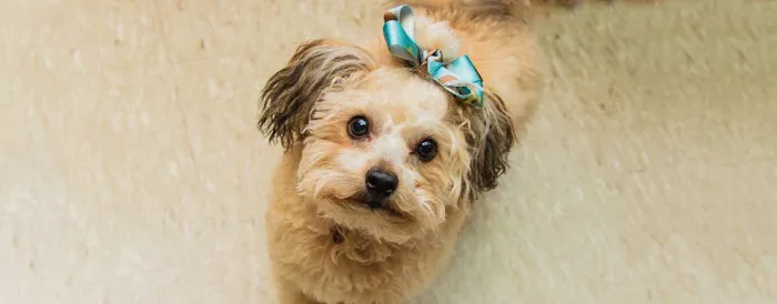 Haughton Animal Hospital Picture 10