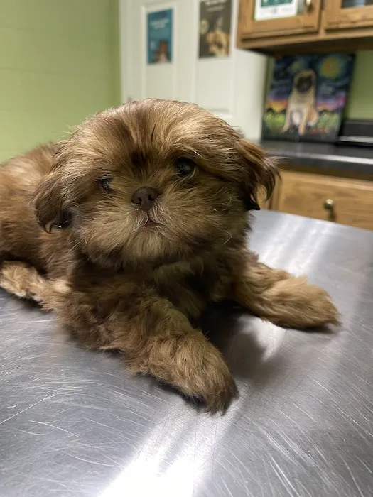 Southcentral Veterinary Services Picture 1