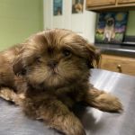 Southcentral Veterinary Services